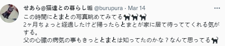 【宠物】日本最长寿猫咪去世！陪伴铲屎官28年，留下的灵异印记暖哭百万网友（组图） - 19