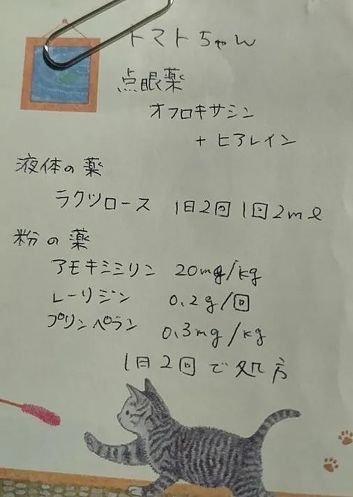 【宠物】日本最长寿猫咪去世！陪伴铲屎官28年，留下的灵异印记暖哭百万网友（组图） - 13