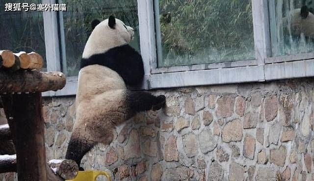 中国掀追大猫熊热潮，万人涌北京动物园，排队1小时看5分钟（组图） - 3
