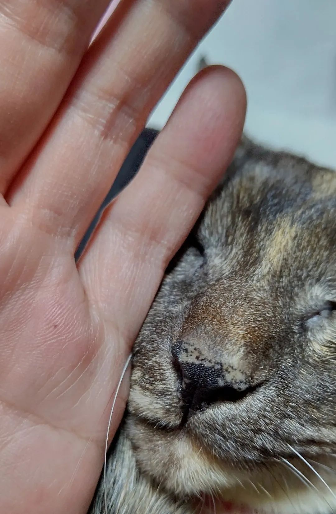 【宠物】日本最长寿猫咪去世！陪伴铲屎官28年，留下的灵异印记暖哭百万网友（组图） - 20