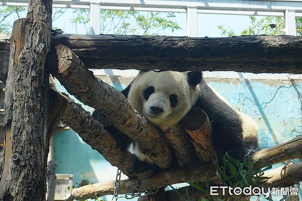 中国掀追大猫熊热潮，万人涌北京动物园，排队1小时看5分钟（组图） - 8