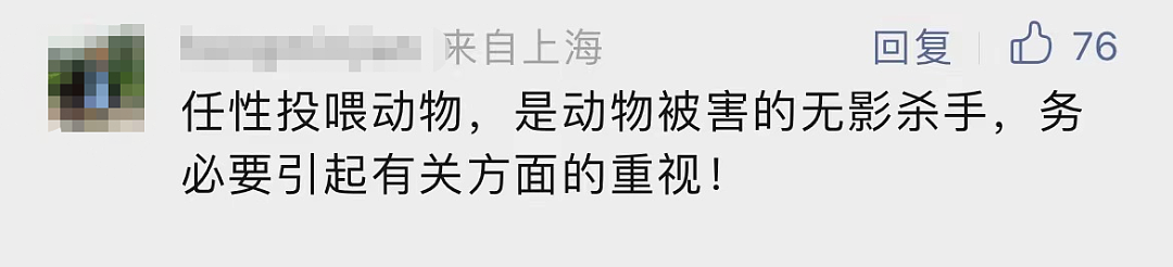 悲剧！上海这个公园里，一只黑天鹅突然不见了：疑似被投喂致死…（组图） - 10