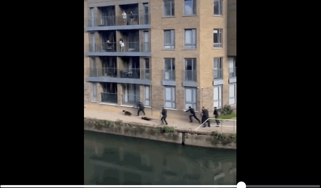 英国伦敦警察开枪击毙2狗视频流传，目击者惊呼（视频/组图） - 4