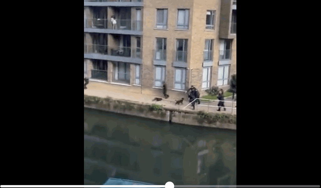 英国伦敦警察开枪击毙2狗视频流传，目击者惊呼（视频/组图） - 2