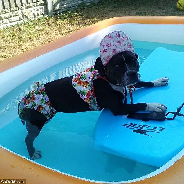 【宠物】衣橱、跑车、私人泳池，这条狗狗的“壕”华生活令人羡慕（组图） - 8