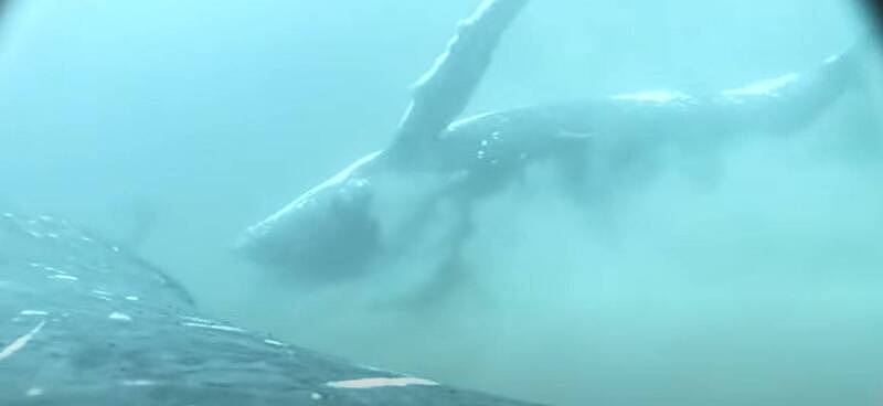 澳洲座头鲸洗澡画面曝光！澳洲专家：鲸鱼会用沙子去死皮（视频/图） - 1