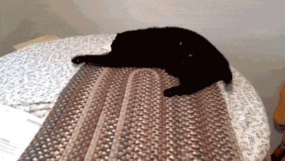 【爆笑】妈耶！第一次见边睡边尿的猫！网友：梦里找到厕所了（组图） - 13