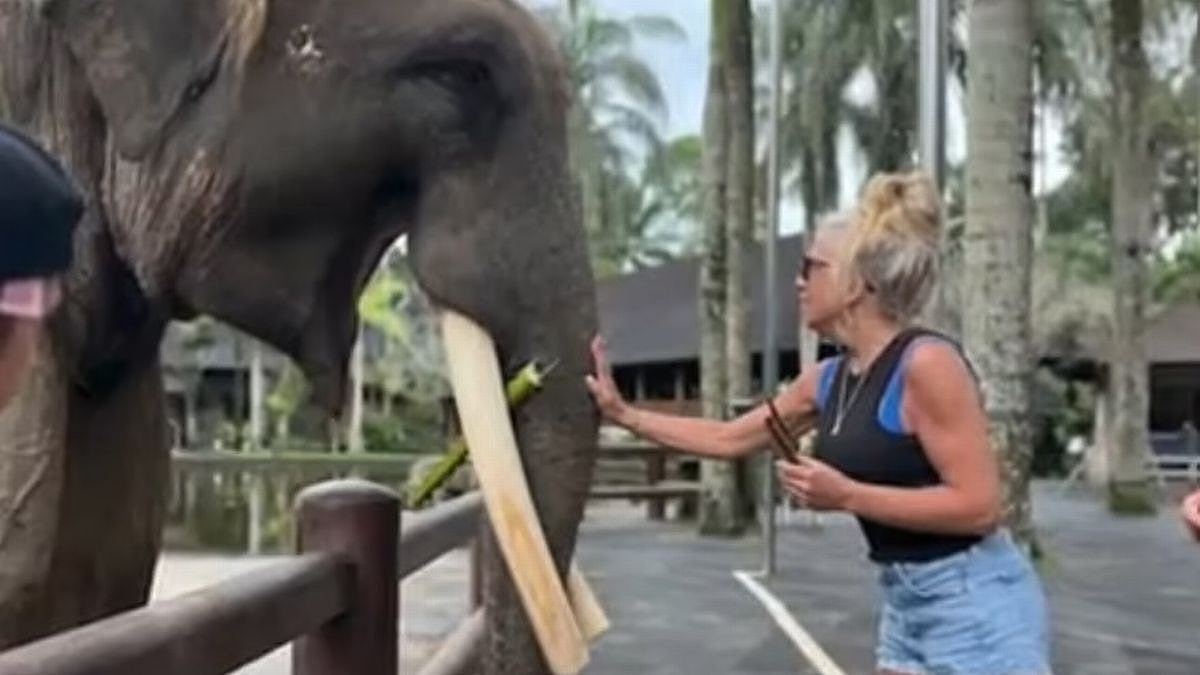 印尼自由行注意！游客巴厘岛合照大象手臂遭咬：听到骨头碎裂劈啪声（组图） - 2