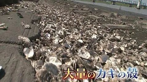 视频曝光！中国大妈挖牡蛎乱扔壳儿被日本警察带走，下跪求饶：我老人家放过我吧！（组图） - 16
