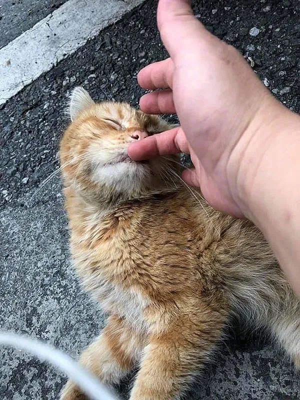 【宠物】捡了只被拇指大的小奶猫，医生说很难养活，可几个月后…这是喵界刘亦菲（组图） - 8