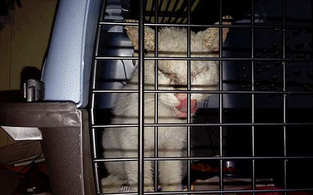 【宠物】捡了只被拇指大的小奶猫，医生说很难养活，可几个月后…这是喵界刘亦菲（组图） - 4