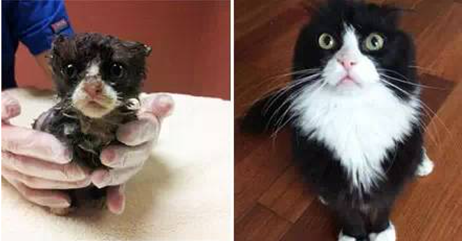 【宠物】捡了只被拇指大的小奶猫，医生说很难养活，可几个月后…这是喵界刘亦菲（组图） - 1