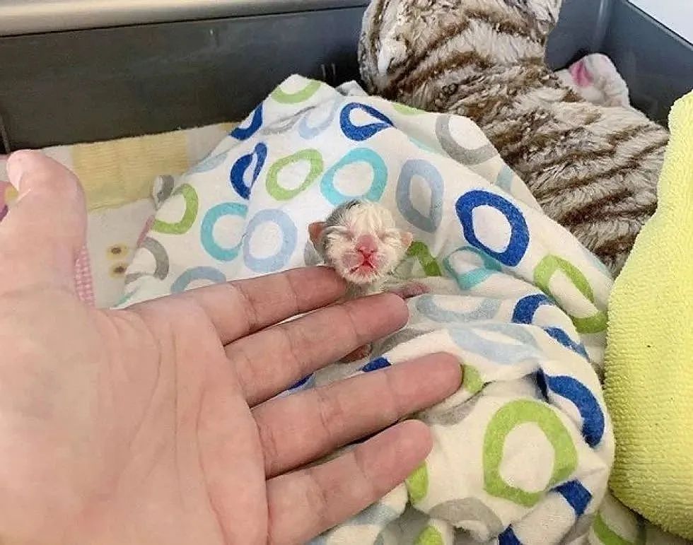 【宠物】捡了只被拇指大的小奶猫，医生说很难养活，可几个月后…这是喵界刘亦菲（组图） - 13
