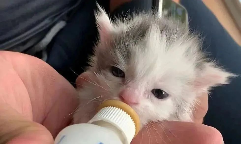 【宠物】捡了只被拇指大的小奶猫，医生说很难养活，可几个月后…这是喵界刘亦菲（组图） - 14