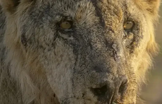 十头狮子外出觅食被杀，肯尼亚上演人狮大战（图） - 1