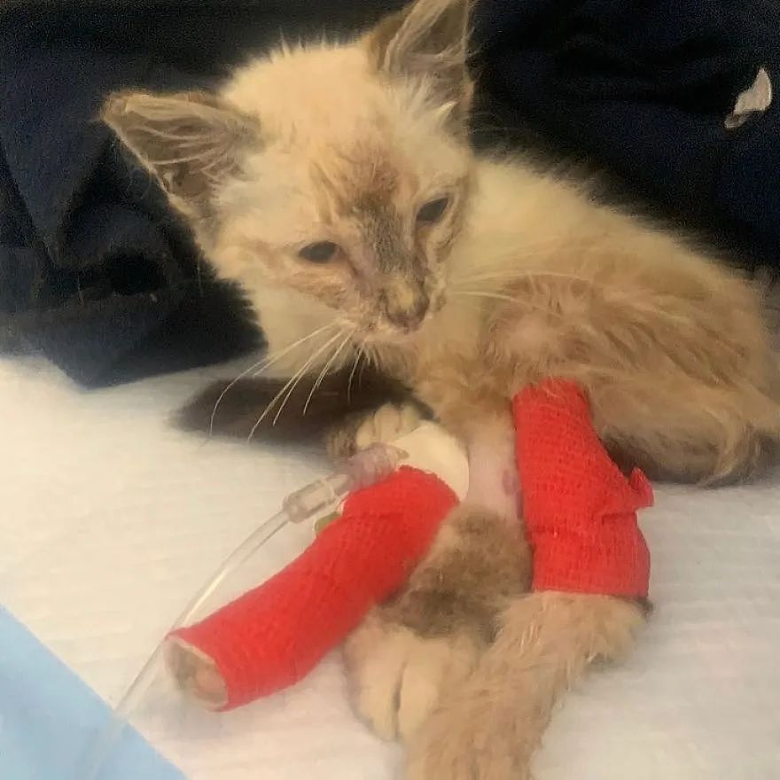 【宠物】捡了只被拇指大的小奶猫，医生说很难养活，可几个月后…这是喵界刘亦菲（组图） - 21