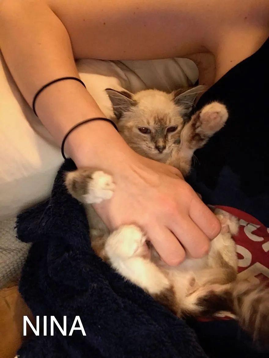 【宠物】捡了只被拇指大的小奶猫，医生说很难养活，可几个月后…这是喵界刘亦菲（组图） - 22