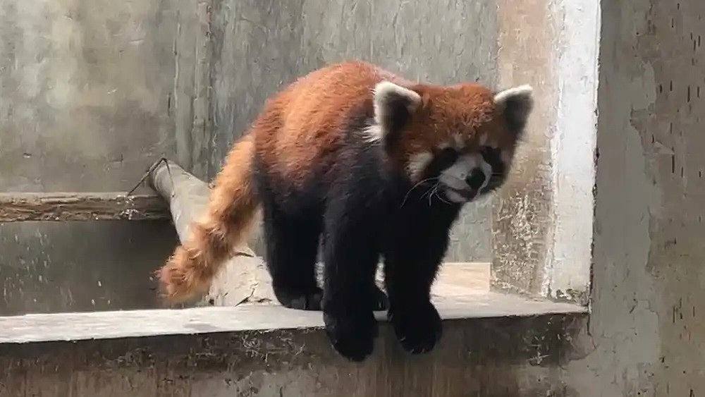 23只小熊猫死亡，动物园遭质疑，媒体吁规范野生动物救助管理（组图） - 1