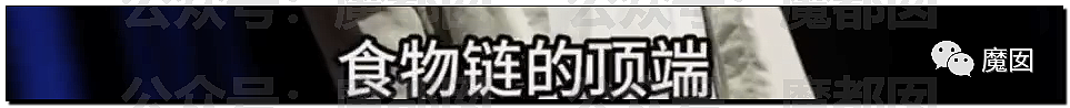 新华社+人民日报发文批评！笑果house的段子到底说了啥？（组图） - 37