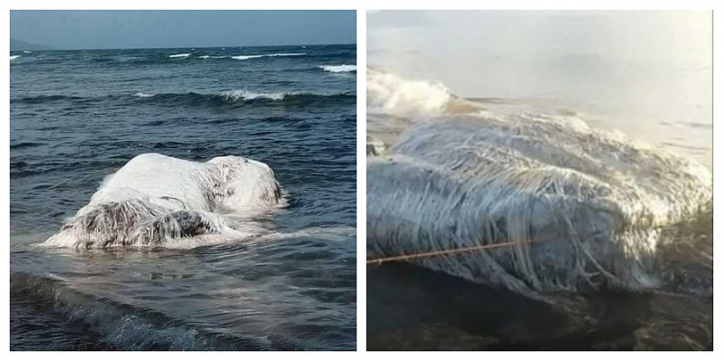 神秘巨尸搁浅海滩；渔民：不像鲸鱼像海怪“恐有厄运降临”（组图） - 2