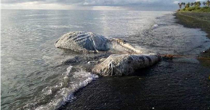 神秘巨尸搁浅海滩；渔民：不像鲸鱼像海怪“恐有厄运降临”（组图） - 5