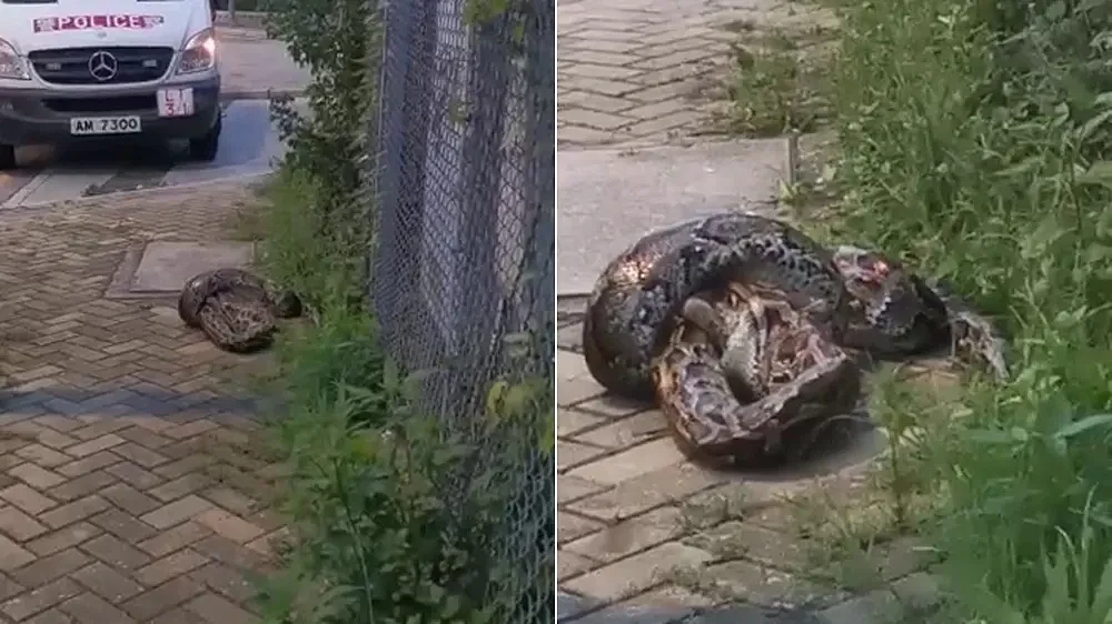 4公尺蟒蛇上街生吞猫咪惊呆民众，吃完即逃躲过捕蛇人（视频/图） - 1