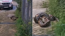 4公尺蟒蛇上街生吞猫咪惊呆民众，吃完即逃躲过捕蛇人（视频/图）