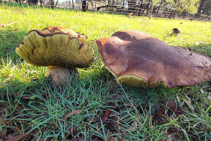 南澳惊现巨型蘑菇，直径至少有40厘米（图） - 2