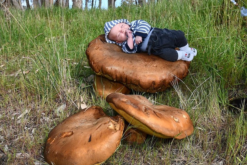 南澳惊现巨型蘑菇，直径至少有40厘米（图） - 1