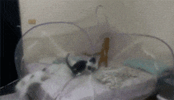 【宠物】“别问为什么，养猫的人，一定要装个蚊帐”（视频/组图） - 28