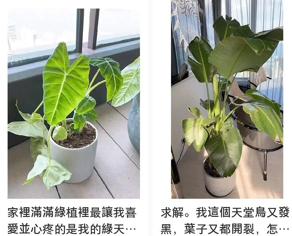 为嫁豪门6年拼4胎，她现在比梁洛施过得好？（组图） - 7