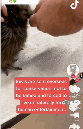 美国kiwi鸟被虐待，任由客人乱摸，新西兰人发起请愿：救它回家（组图） - 8