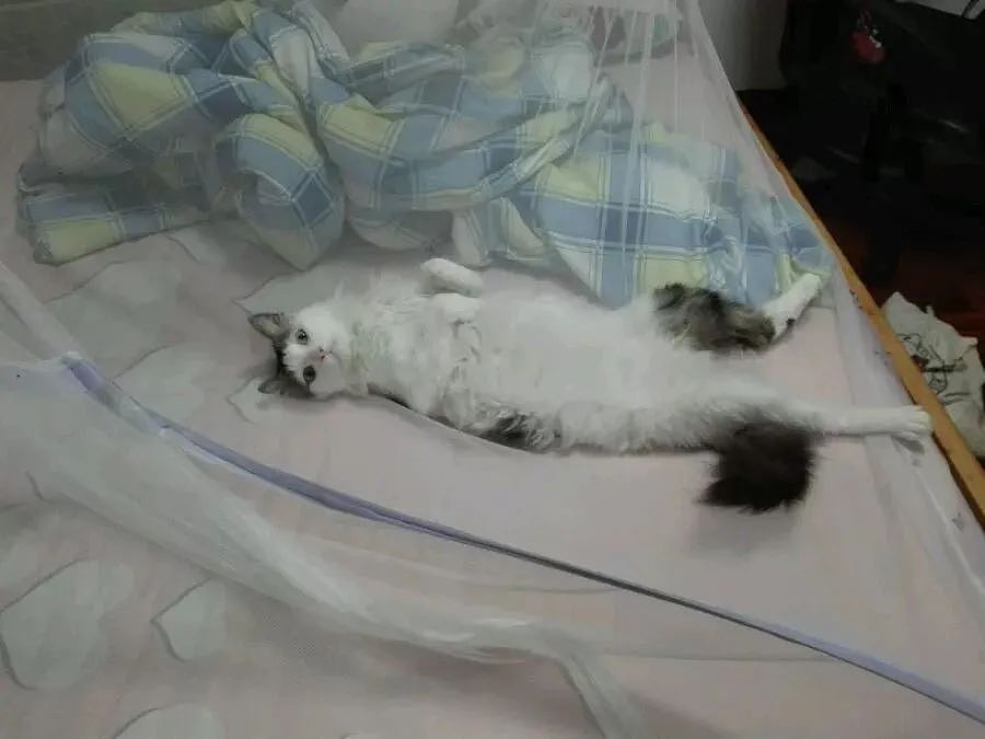 【宠物】“别问为什么，养猫的人，一定要装个蚊帐”（视频/组图） - 32