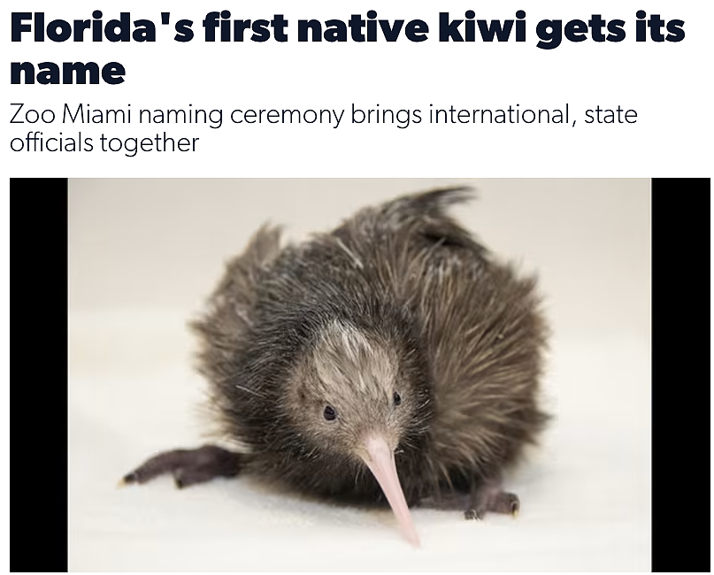 美国kiwi鸟被虐待，任由客人乱摸，新西兰人发起请愿：救它回家（组图） - 9