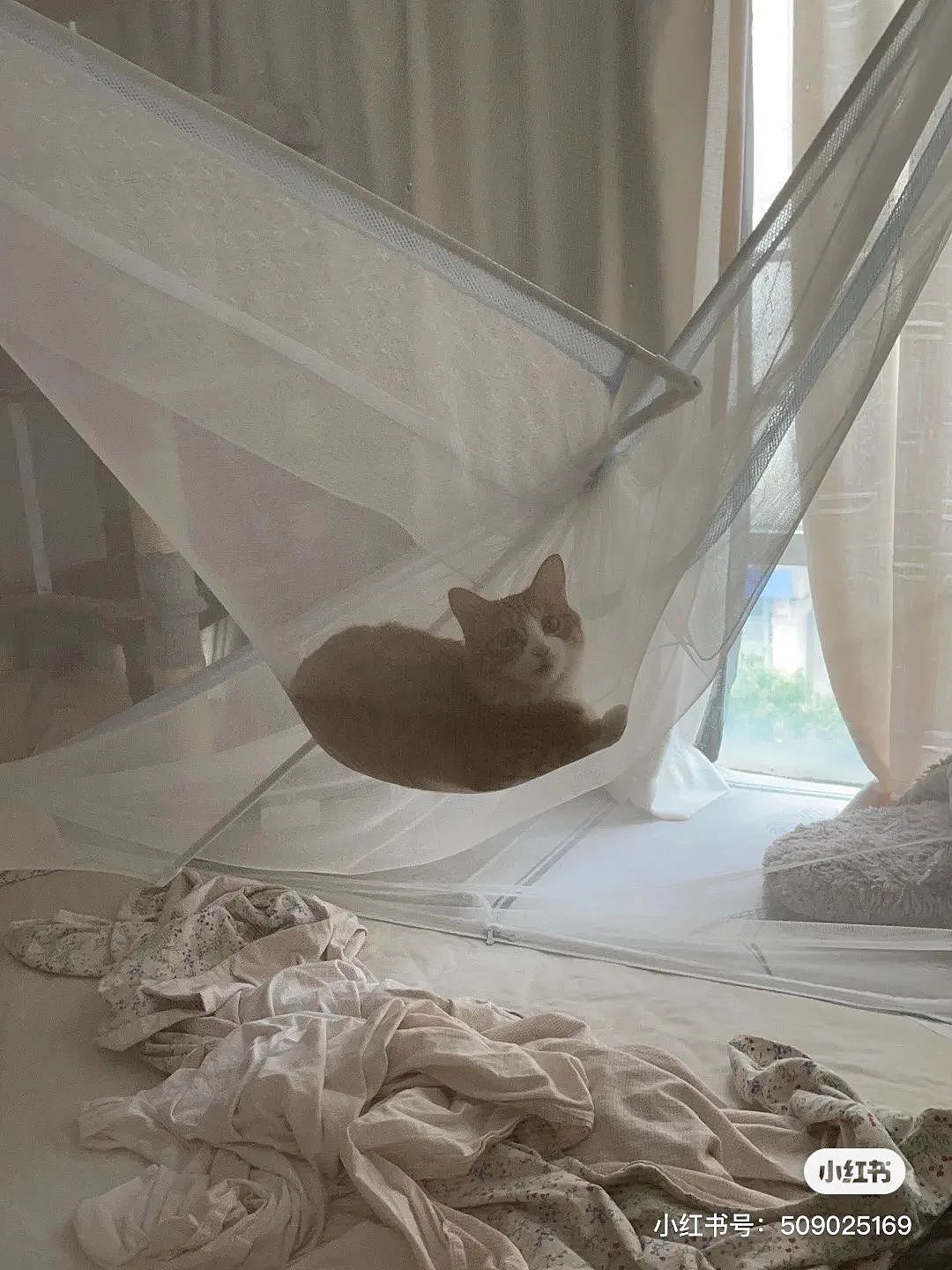 【宠物】“别问为什么，养猫的人，一定要装个蚊帐”（视频/组图） - 8