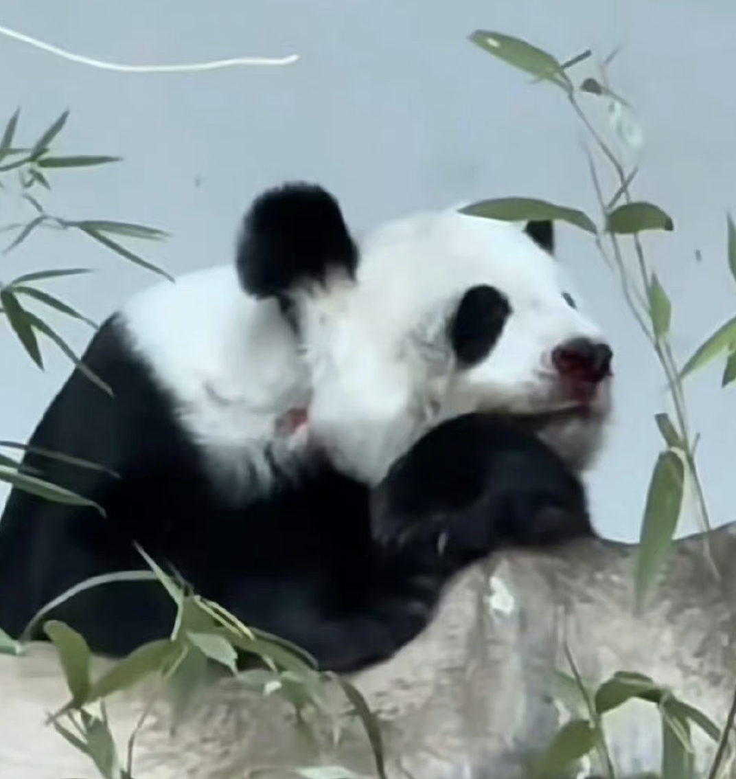 中国大熊猫“林惠”死因公布！中泰联合专家组发布情况说明（组图） - 2
