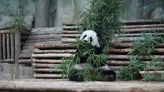 旅泰大熊猫林惠死因公布，死于多器官衰竭（图） - 1