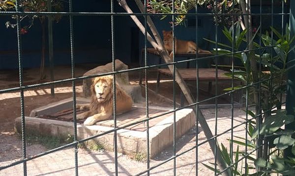 一家人进动物园笼自拍，慵懒狮瞬间扑倒4岁童，撕掉一大片头皮（图） - 1