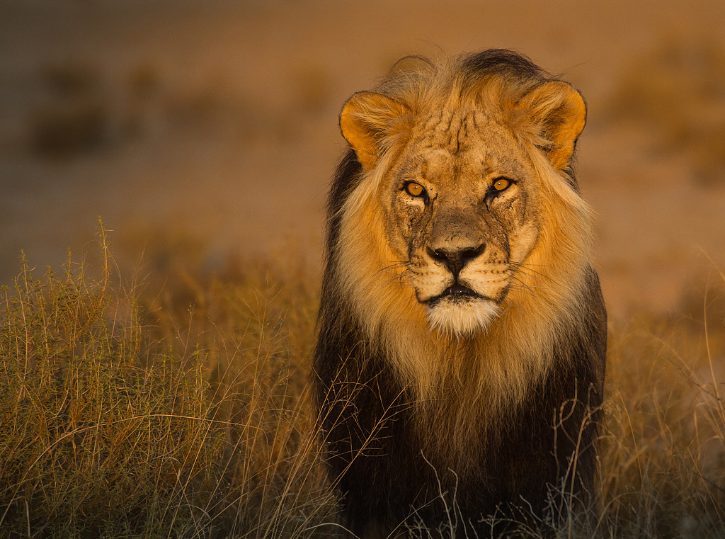 澳媒称，南非一家老小露营遇狮子串门， 138秒屏息画面曝光（视频/图） - 1