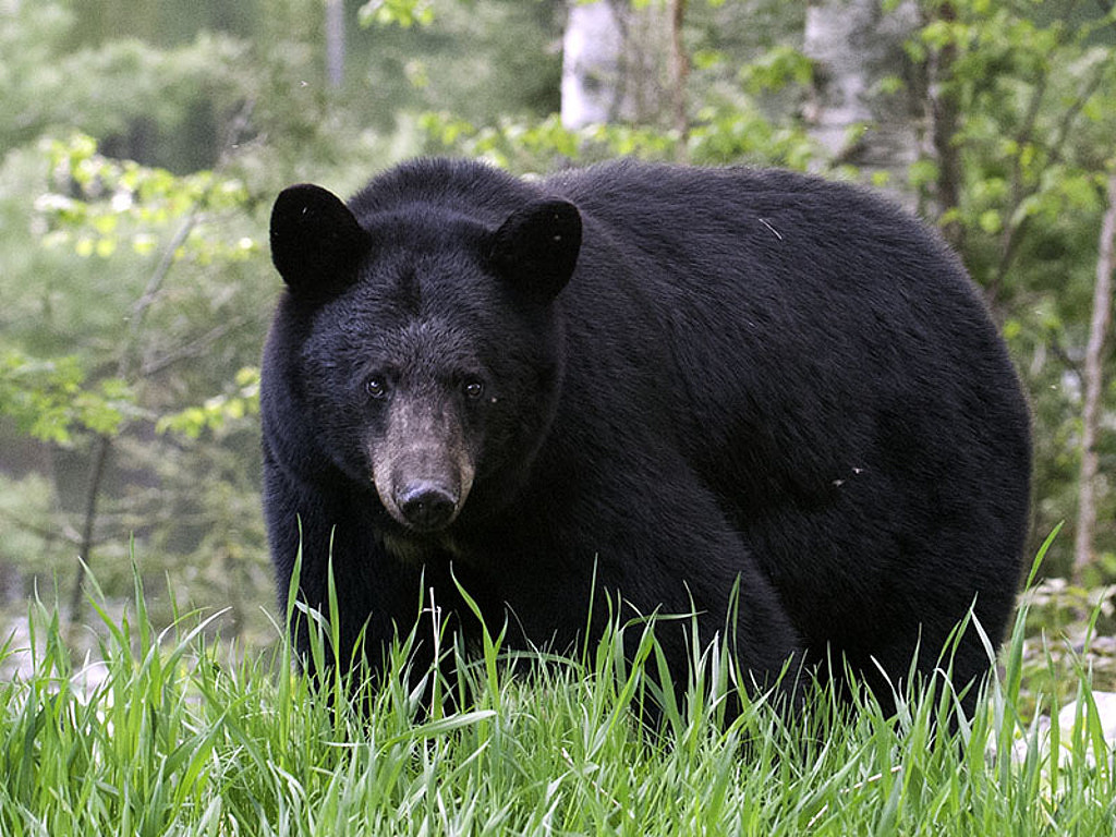 美国康州爱甜食的黑熊闯入仓库，吃下60个蛋糕扬长而去（视频/图） - 1