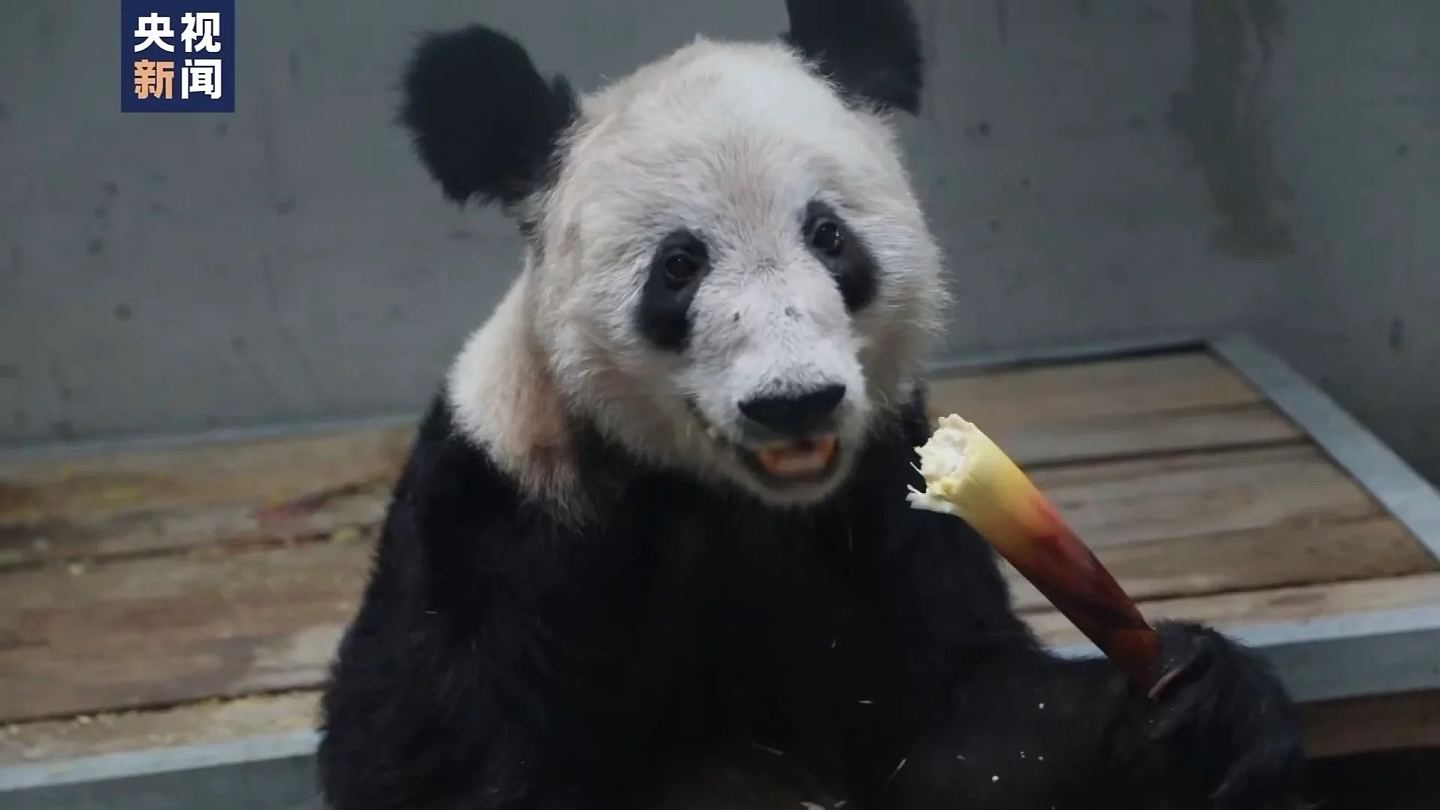 旅美大熊猫丫丫返抵北京动物园，健康状况稳定，暂不与公众见面（组图） - 3