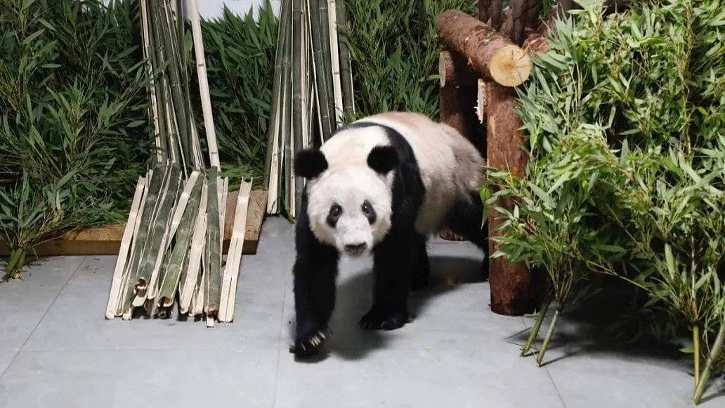 旅美大熊猫丫丫返抵北京动物园，健康状况稳定，暂不与公众见面（组图） - 1