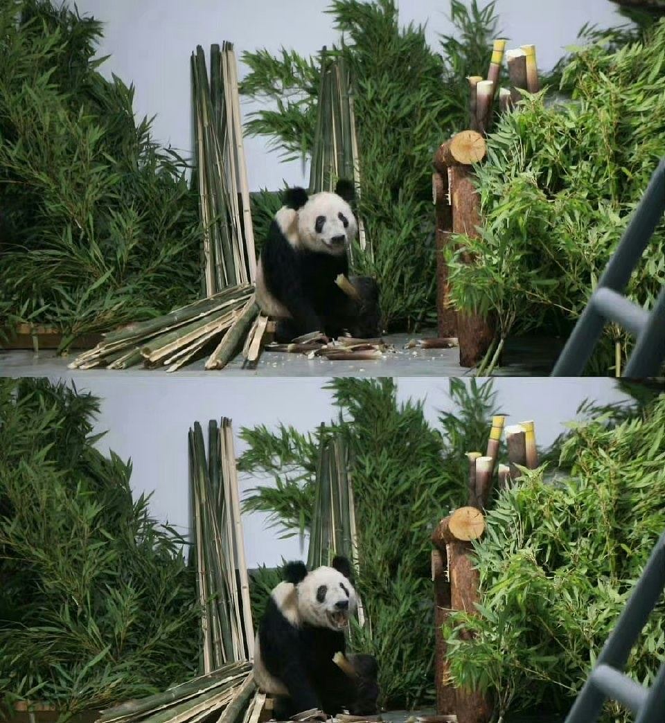 旅美大熊猫丫丫返抵北京动物园，健康状况稳定，暂不与公众见面（组图） - 4