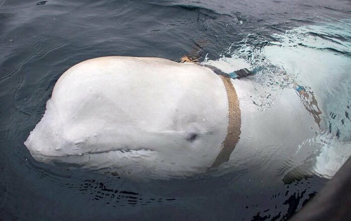 绑著背带 “俄罗斯间谍白鲸”，如今在瑞典外海现踪（图） - 1