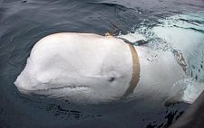 绑著背带 “俄罗斯间谍白鲸”，如今在瑞典外海现踪（图）