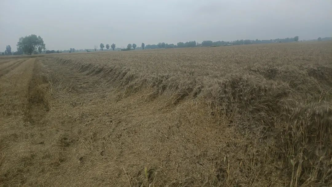 小麦发霉烂在地里：严重的“烂场雨”和收割机难题（组图） - 7