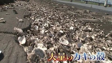 中国大妈火了！非法乱扔牡蛎壳被举报，跪地哭求警察放过…（视频/组图） - 6