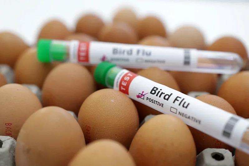 传染性大增！禽流感病毒变异迅速，专家示警：哺乳动物病例数攀升（图） - 1