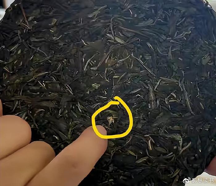 李亚鹏斗茶被发现有虫壳，被判零分，节操碎一地（组图） - 3
