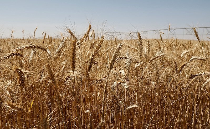 澳洲估今年70%机率出现圣婴现象，恐拖累小麦产量减30%（图） - 1